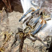 Harpactira pulchripes