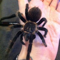 Brachypelma Albopilosum