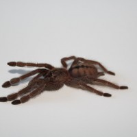 Psalmopoeus cambridgei