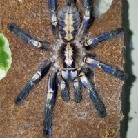 Poecilotheria metallica (Gooty Sapphire Ornamental)