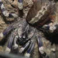 Poecilotheria formosa