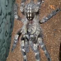 Poecilotheria tigrinawesseli (Tiger Ornamental)