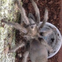 Aphonopelma