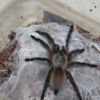 Monocentropus balfouri