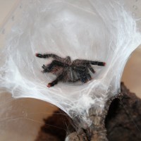 Avicularia aurantiaca