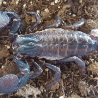 Female P. Imperator Top View