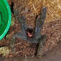 Heteroscodra maculata (Togo Starburst Baboon)