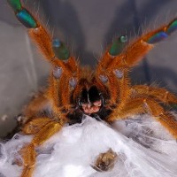 OBT Worshiping Her Feeder