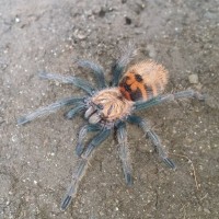 Chromatopelma cyaneopubescens