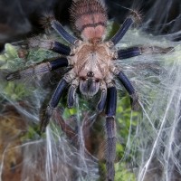 Chilobrachys fimbriatus (Indian Violet)