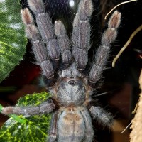 Lampropelma sp. "Borneo Black" (Borneo Black)