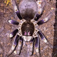 0.1 Pamphobeteus ultramarinus