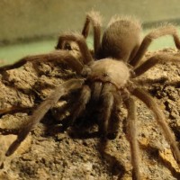 Aphonopelma chalcodes Juvenile