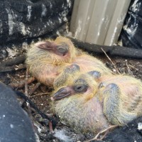 Baby pigeon's