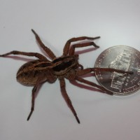 Wolf Spider2