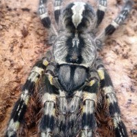 Poecilotheria regalis