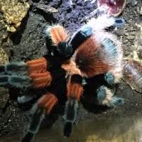 Fresh MM Brachypelma emilia