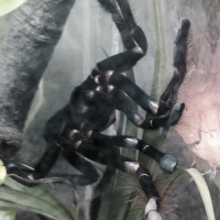 MF C. Sp Sulawesi Black