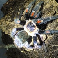 Brachypelma auratum