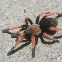 Brachypelma boehmei