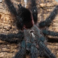 Avicularia guyana sp blue