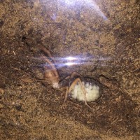 Gravid camel spider