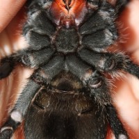 G.Pulchra