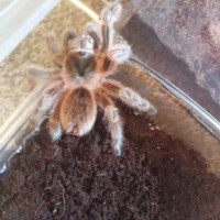 Grammostola conception???