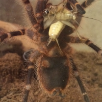 G.pulchripes