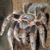 A. seemanni