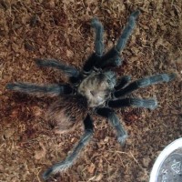 MM Aphonopelma chalcodes