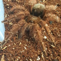 Theraphosa blondi 0.1