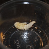 First Pupa