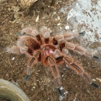 Grammostola rosea MM