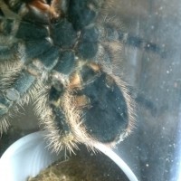 Grammmostola Pulchripes Ventral Image