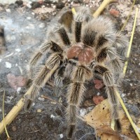 Grammostola porteri MM