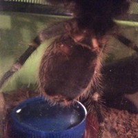 Grammostola pulchripes