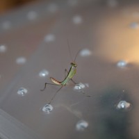 sphodromantis lineola