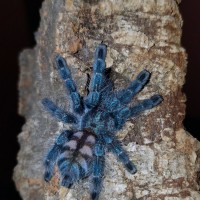 A.versicolor