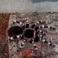 5" Female A. geniculata