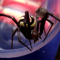 Latrodectus hesperus