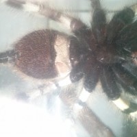 P. Regalis