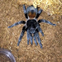 E. sp. Red, Adult Female- Recent Molt