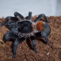 E. sp. Red, Adult Female eating, 1 of 2.