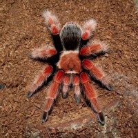 0.1 B. boehmei