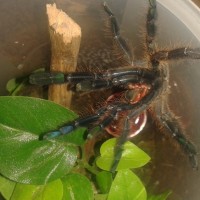 C. sp. Sulawesi Black