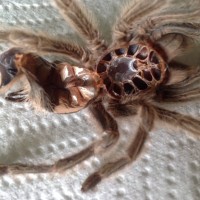 Grammostola Rosea