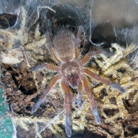 H.pulchripes