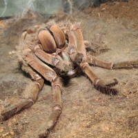 AF T. stirmi