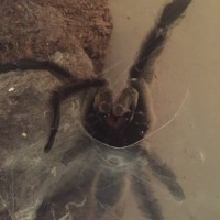 P. Irminia making sperm web